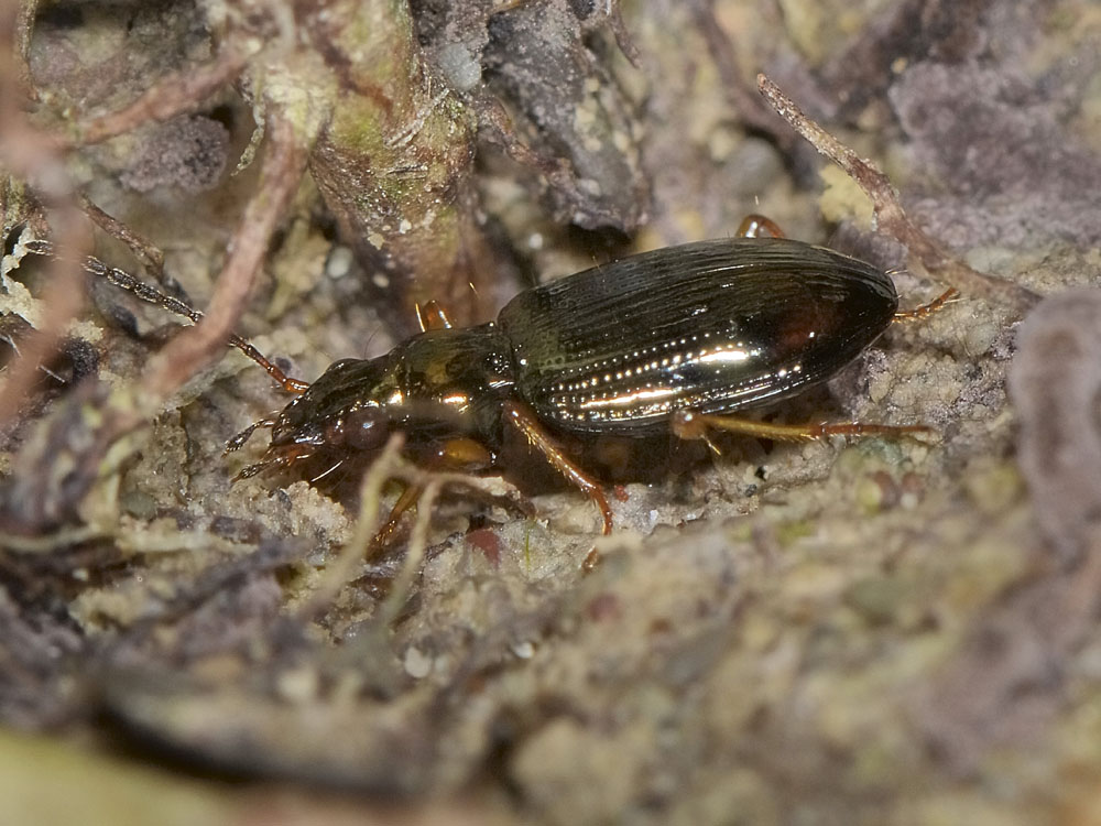 Synechostictus decoratum 